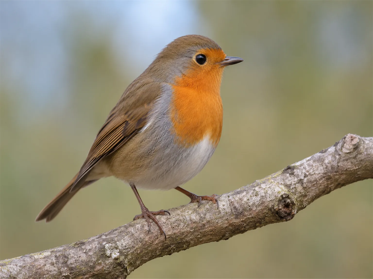 Option A: a small bird perched on a wooden branch