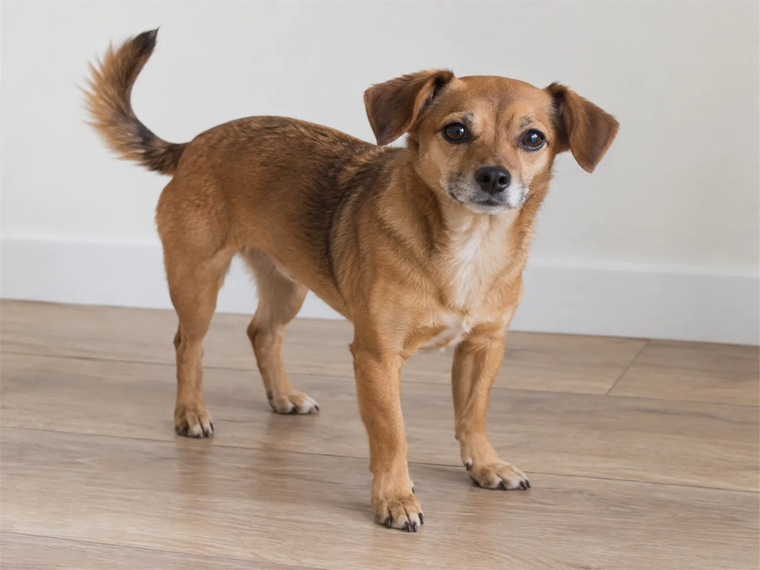 Option B: a small brown dog standing on the floor